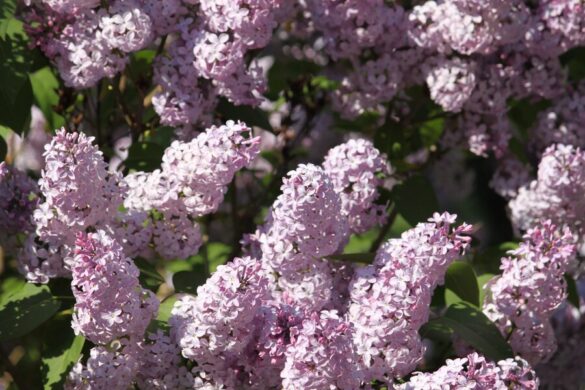 Image montrant de belles fleurs de lilas des Indes et les conseils pour l'entretenir