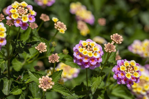La germination des graines de lantana dans un beau jardin de fleurs.