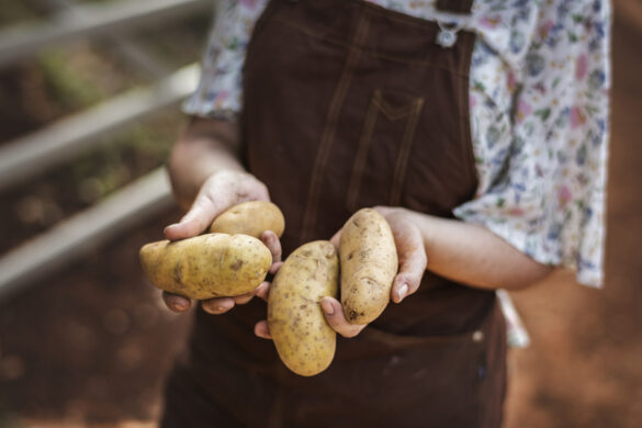 Une jardinière qui récolte des pommes de terres avec des zones noirâtres et qui se demandent si elles sont consommables.