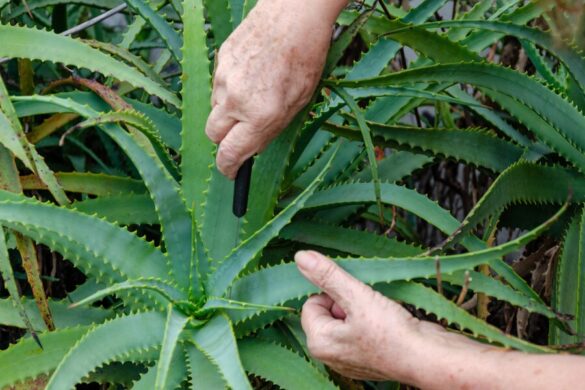 Une personne entretenant la plante d'aloe vera