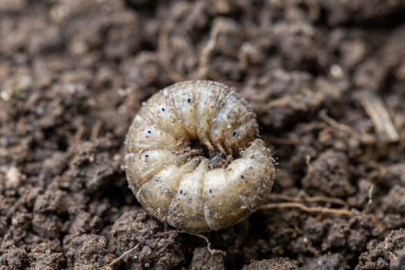 Cette bête blanche se trouve sur la terre ravage la plante