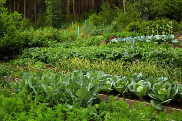 Un potager en permaculture avec des plantations des différentes légumes