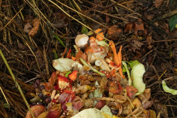 Une fosse de compost rempli des déchets comme des légumes pourries et des morceaux de pain.