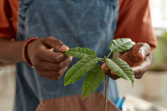 Un homme qui regarde si sa plante de pachira pousse vraiment sur son tronc