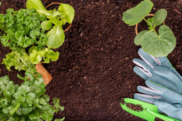 Une personne qui porte un gant en plantant des légumes sur le compostage.