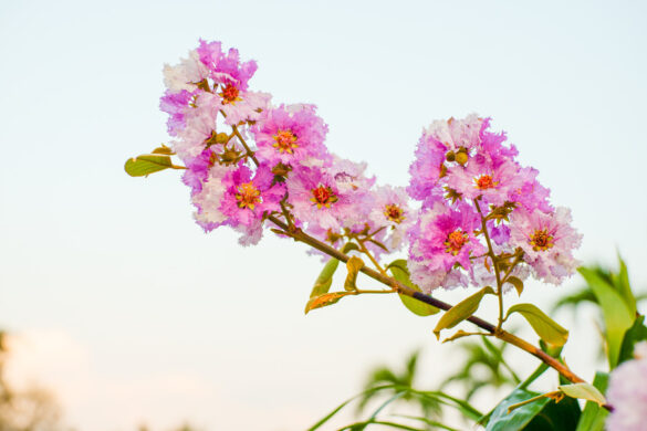 Une branche de lagerstoemia remplie des belles fleurs roses
