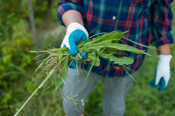Un homme portant un gant et portant des mauvaises herbes à la main