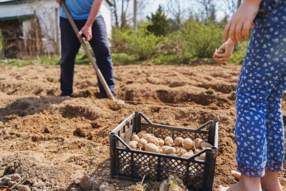 Un homme qui fabrique des plates-bandes pour y planter de nouveau après une récolte de pomme de terre permaculture