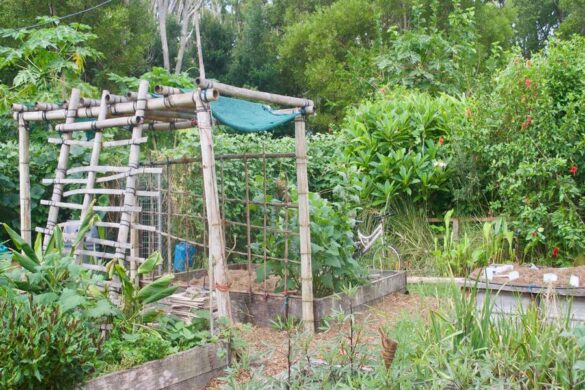 Un jardin potager permaculture prêt pour la culture en septembre