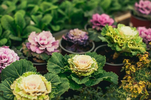 Des magnifiques plantes de choux d'ornement de différentes couleurs