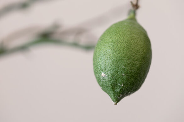 Ce citron caviar a perdu ses feuilles dernièrement