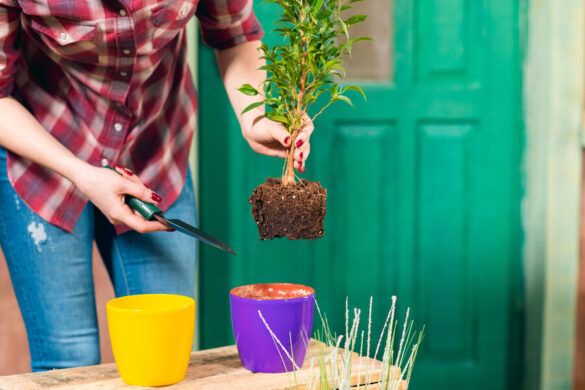 La femme déracine un laurier en l'enlevant de sa vase pour la replanter sur le sol