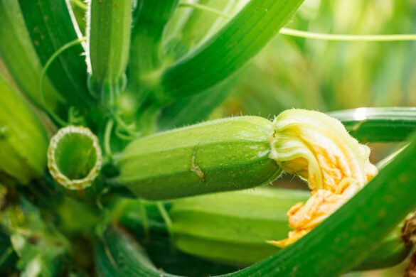Une plante de courgette en pleine croissance