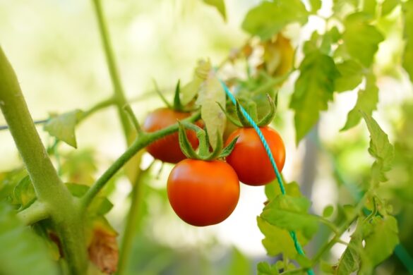 Cette tomate est protégée par un fil de cuivre
