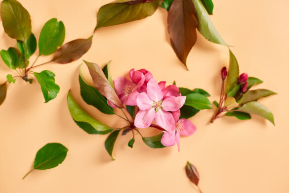 Quelques fleurs de laurier rose avec ses feuilles qui sont devenues marron et sèches