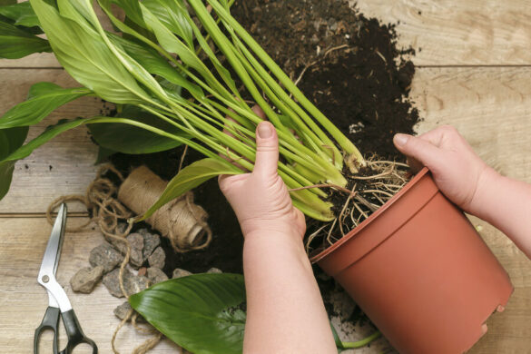 Une personne qui enlève quelques tiges de lys dans un pot pour les planter au jardin