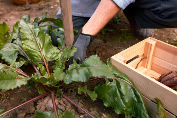 Un homme qui porte un gant noir taille les blettes qui montent dans son potager