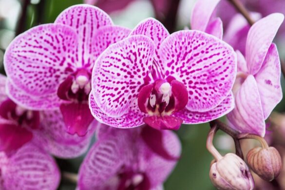Orchidées roses avec de belles pétales élégantes