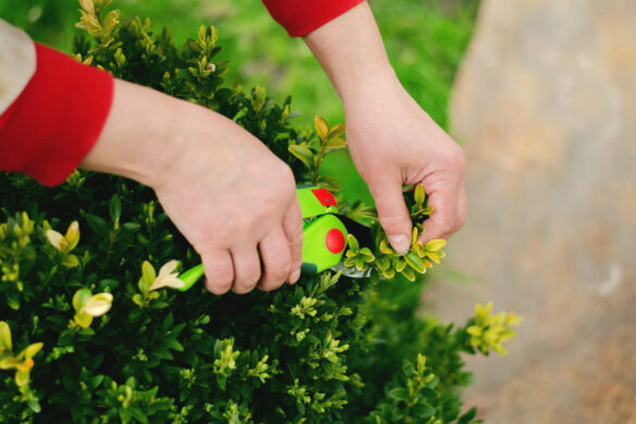 Une personne utilisant un sécateur pour tailler un vieux cotonéaster