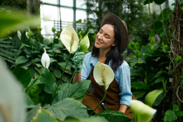 Une femme dans le jardin qui entretient ses plantes d'arums en coupant les fleurs fanées