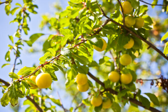 Un arbre de mirabellier produisant beaucoup de fruits