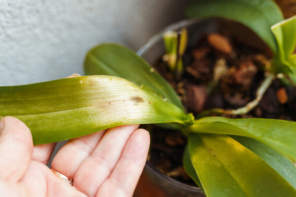 Une personne montrant le coup de soleil sur son orchidée