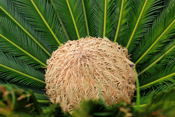Une merveilleuse fleur de cycas femelle