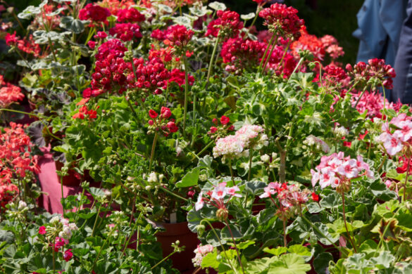Des magnifiques plantes de géranium plantées dans un jardin de 50m