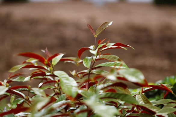 La plante de jasmin étoilé est malade et ses feuilles deviennent rouges