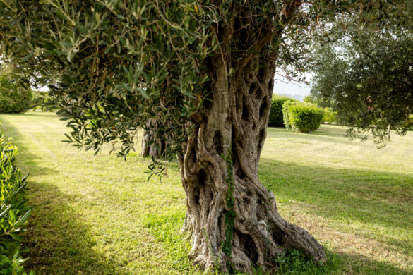 Un grand arbre d'olivier dont les racines représentent surement un danger pour une fondation