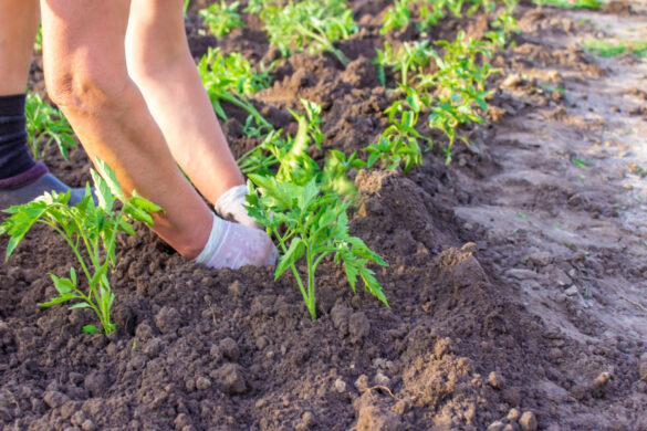 Un cultivateur plantant des tomates sur des terres de bruyère