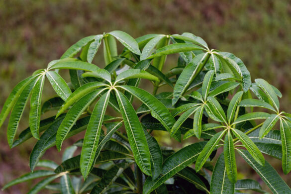 Une plante de pachira en pleine croissance