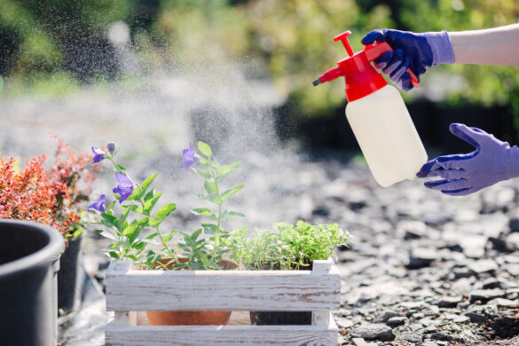 Une personne utilisant du chlore pour piscine pour désherber ses son jardin