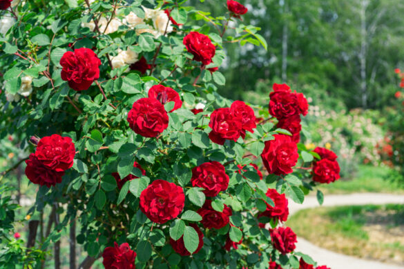 Une belle plante de rosier en pleine floraison