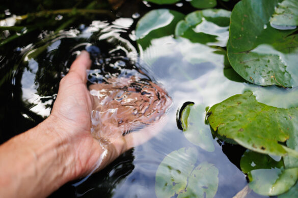 L'homme met du fil de cuivre dans son bassin pour préserver la transparence de l'eau