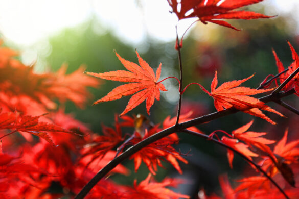 Les feuilles de cet érable du Japon sont atteintes par une maladie et sont devenues rabougries