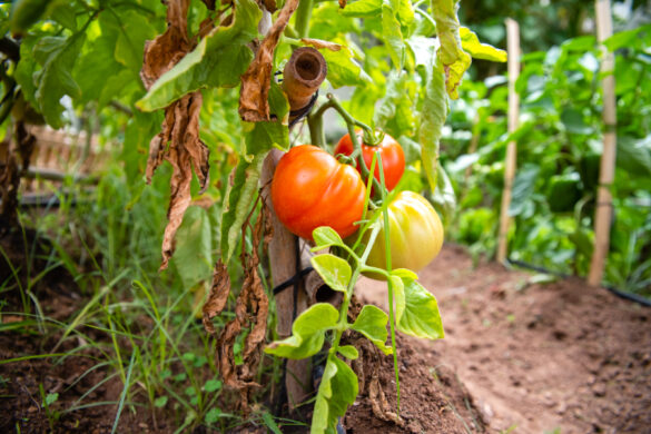 Des plantes de tomates ayant des fruits et se fanent dans le jardin
