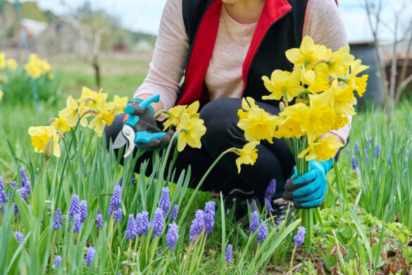 Une femme qui coupe avec un sécateur les mauvaises feuilles de narcisses qu'elle a planté en mars