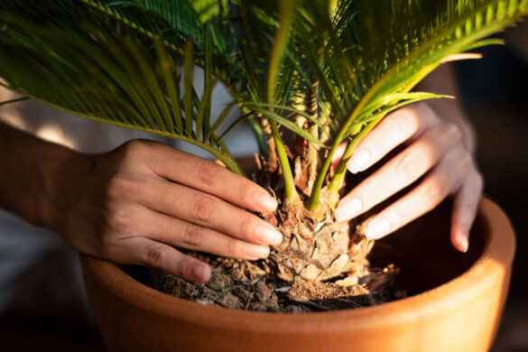 Une personne mettant du sol argileux dans un pot pour la plantation d'un palmier