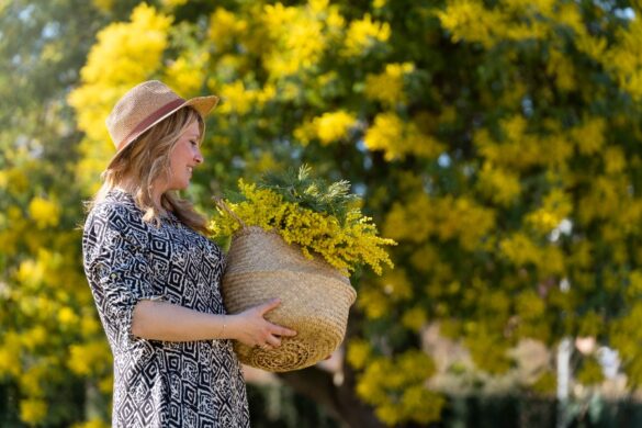 Branche de mimosa grattée pour vérifier la présence de sève verte