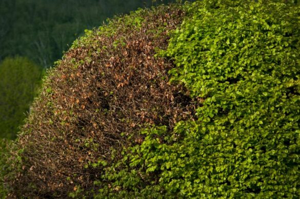 Une haie de troène jaunie et clairsemée, avec plusieurs branches sèches visibles entre les feuillages