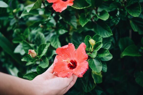 Hibiscus en pot perdant ses feuilles, signe de stress ou de changement de conditions