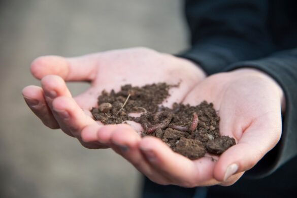 Petit ver noir visible dans le terreau d'une plante verte en pot