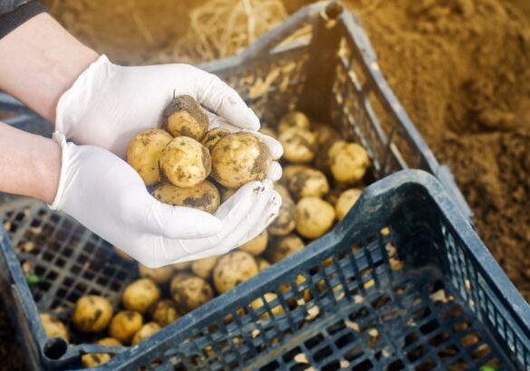 peut on planter les pommes de terre au meme endroit
