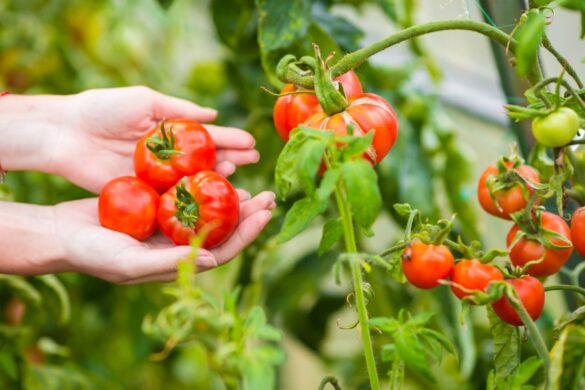 Tomate greffée ouverte pour en extraire les graines