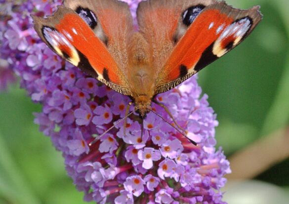 Arbuste aux fleurs colorées attirant les papillons dans le jardin