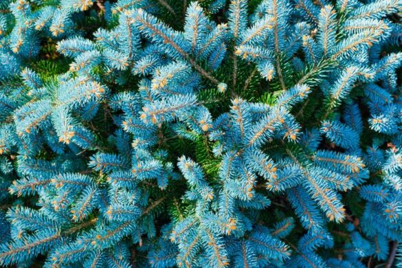 Un sapin bleu planté dans un jardin, en pleine croissance