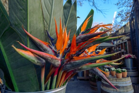 Un strelitzia avec plusieurs feuilles jaunies et sèches