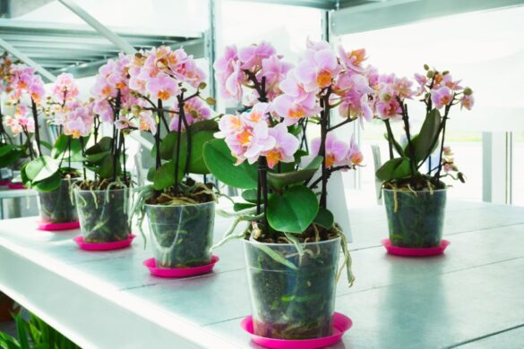 Un grand pot contenant plusieurs orchidées fleuries