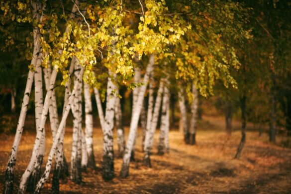 Un bouleau adulte dont les branches sont éclaircies pour l’entretien